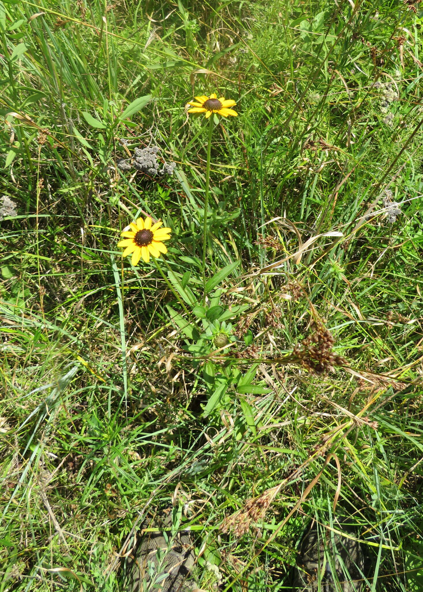 Image of Rudbeckia fulgida var. spathulata (Michx.) Perdue