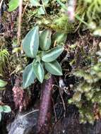 Image of Goodyera nankoensis Fukuy.