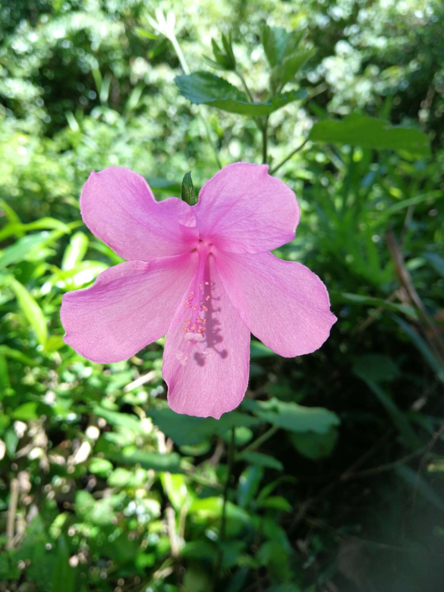 Image of Forest pink hibiscus