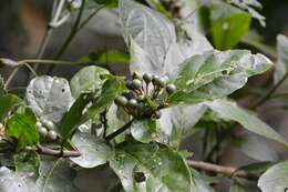 Image of Solanum rovirosanum J. D. Sm.