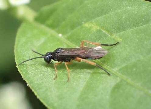 Image of Ametastegia glabrata (Fallen)