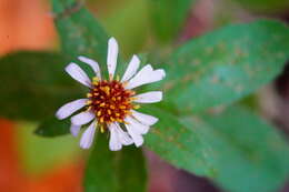 Image of roughleaf aster