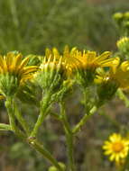 Jacobaea grandidentata (Ledeb.) Vasjukov的圖片