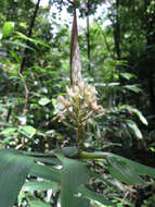 Image of Alpinia oxymitra K. Schum.