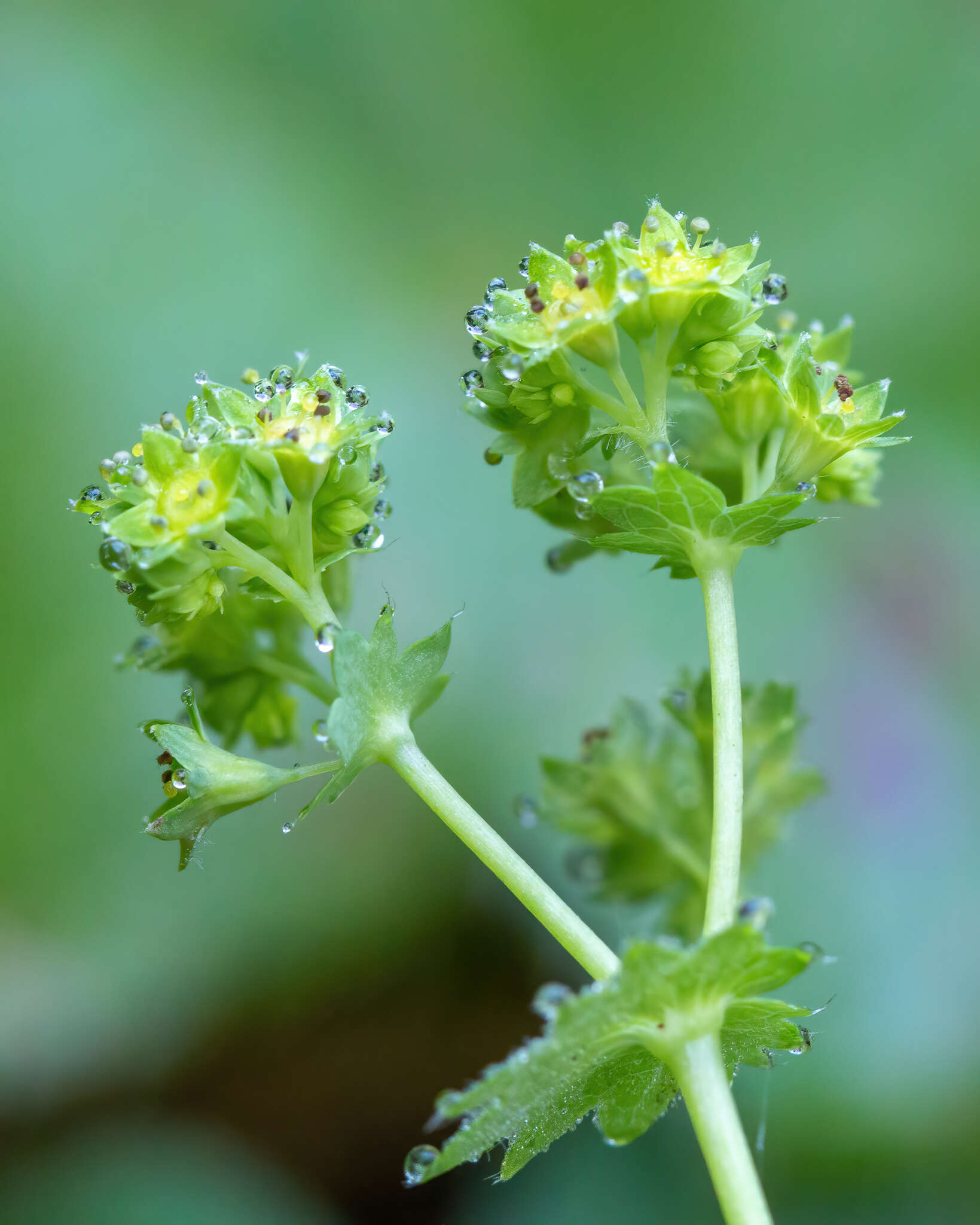 صورة Alchemilla filicaulis Buser