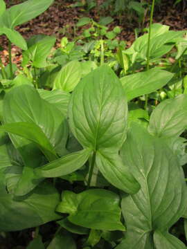 Image of Spathicarpa hastifolia Hook.