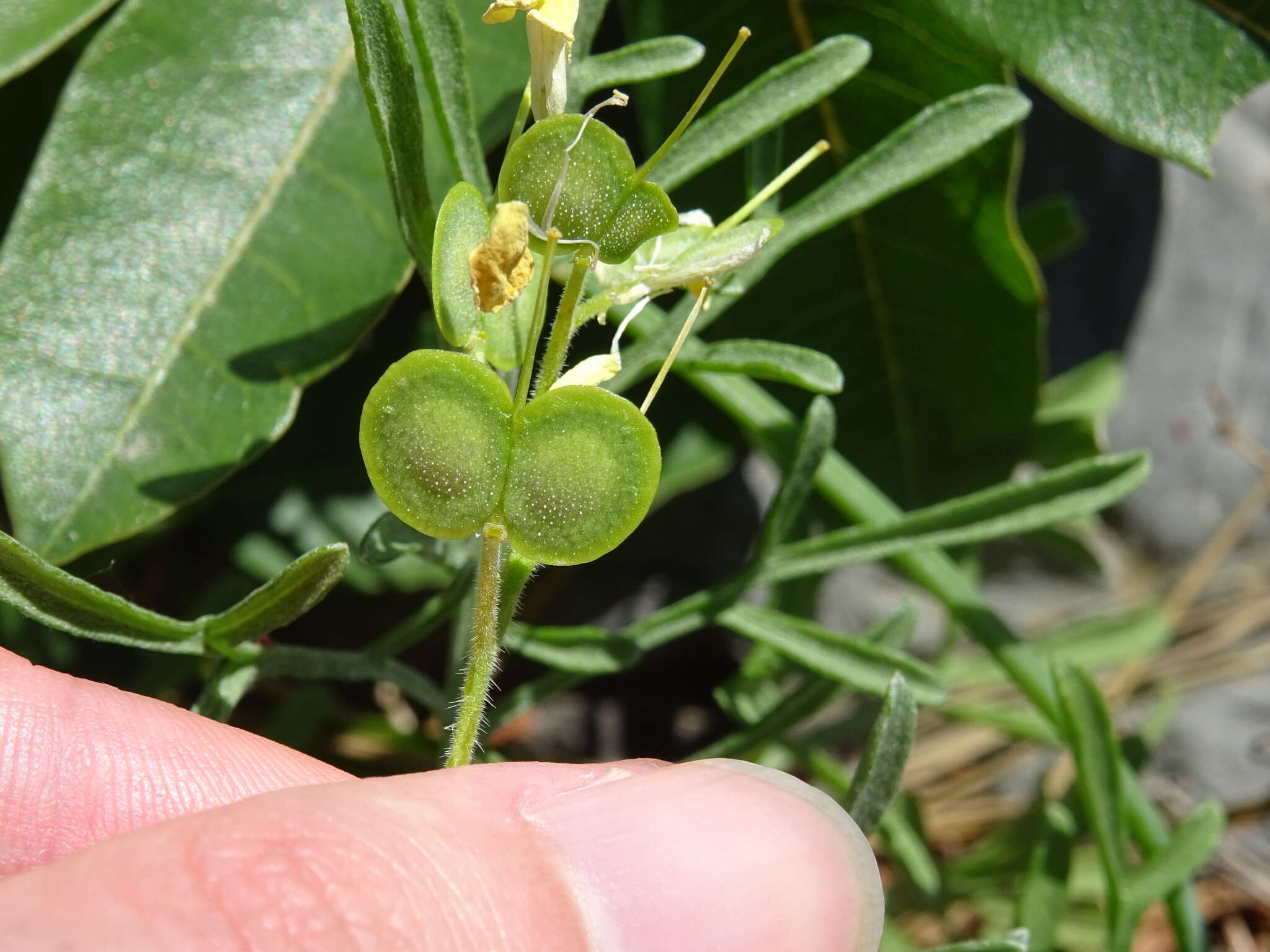 Слика од Biscutella cichoriifolia Loisel.