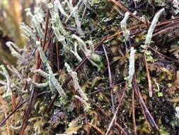 Cladonia verruculosa (Vain.) Ahti的圖片