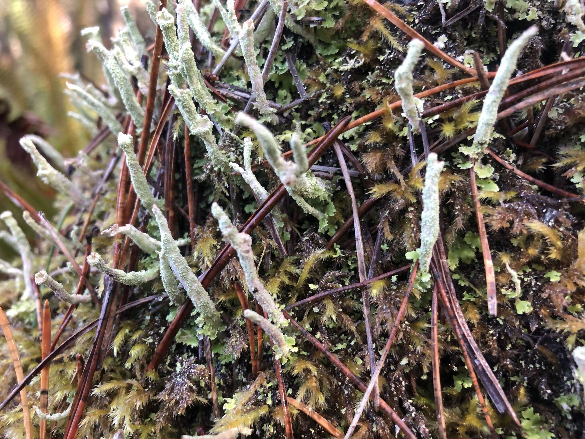 Image of cup lichen