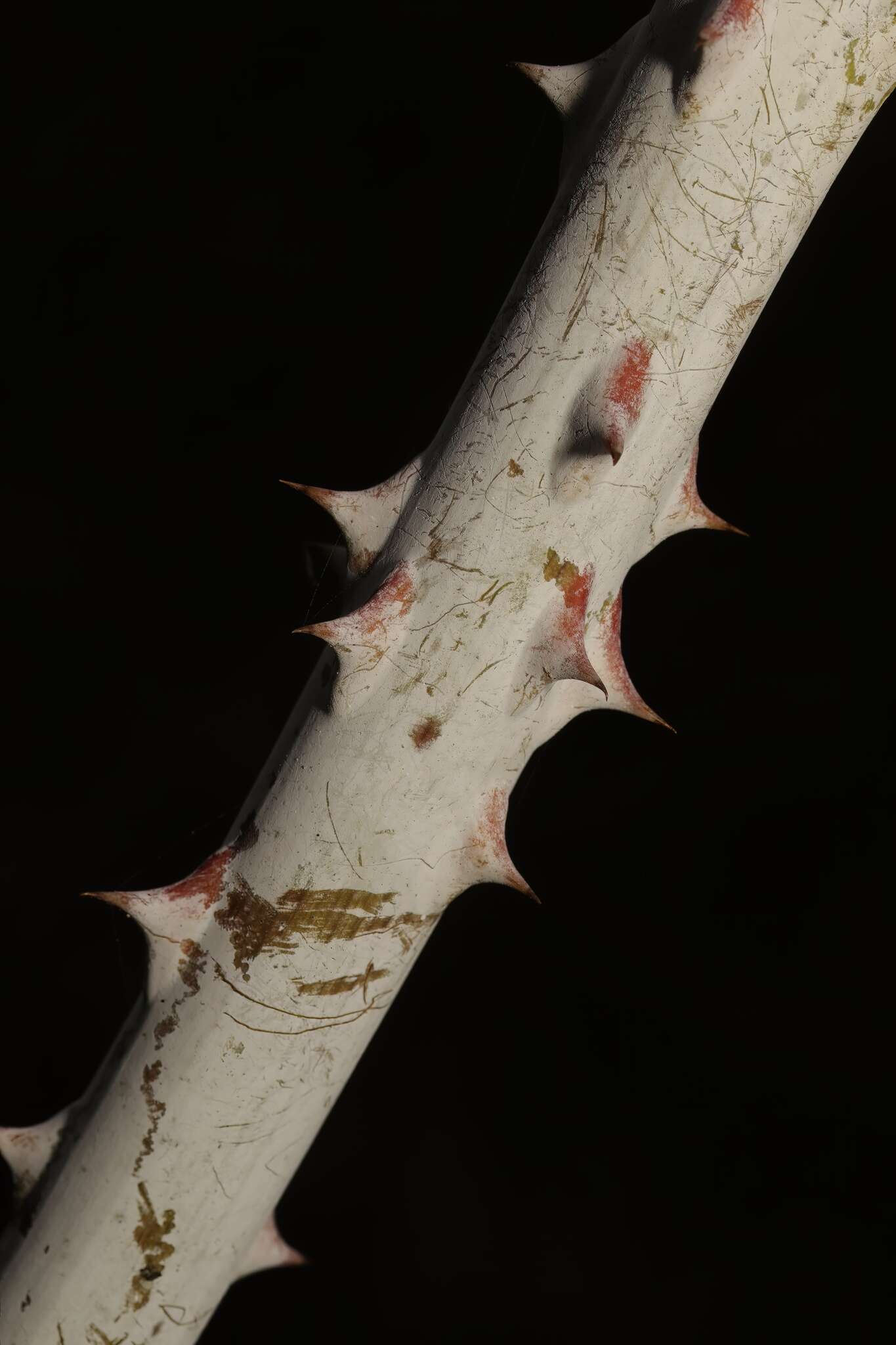 Image de Rubus cockburnianus Hemsl.