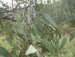 Image of Eucalyptus nortonii (Blakely) L. A. S. Johnson