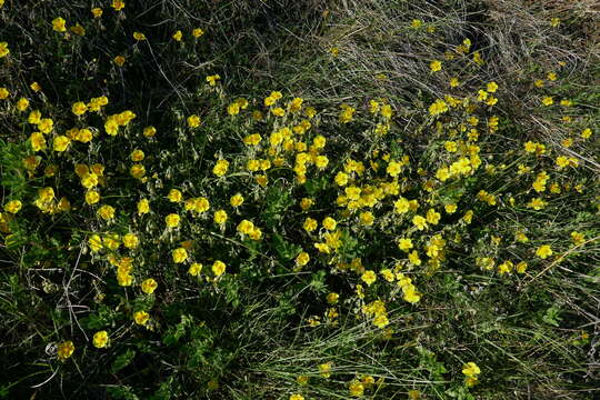 Image of Common Rock-rose