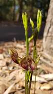 Image of Bonnet orchid