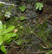 Image of felt lichen