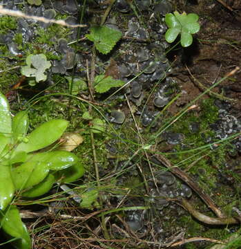 Image of felt lichen