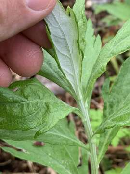 Image of coastal wormwood