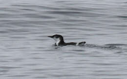 Image of Guadalupe Murrelet