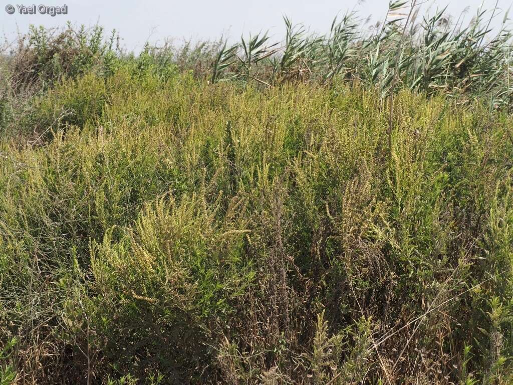 Image of slimleaf bur ragweed