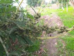 Sivun Ambrosia arborescens Mill. kuva