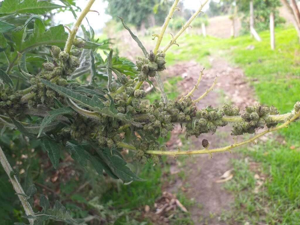 Image of Ambrosia arborescens Mill.