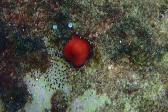 Actinia mediterranea Schmidt 1971的圖片