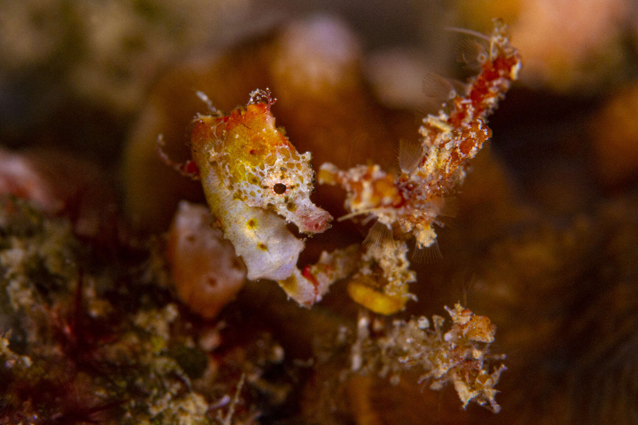 Image of Pontoh`s Pygmy Seahorse