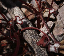 Image of Pinnacles buckwheat