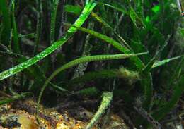 Image of Gulf pipefish