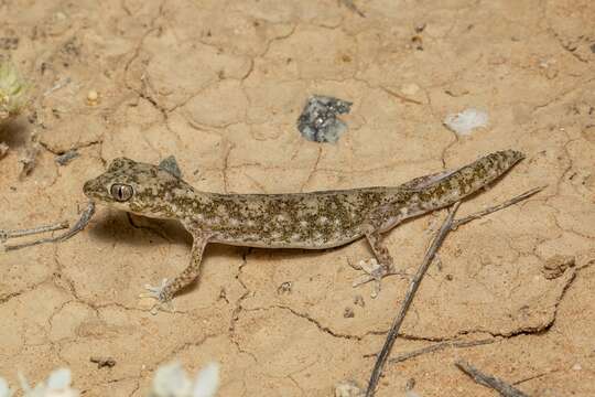 Image of Tesselated Gecko