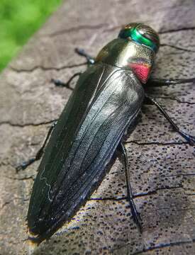 Image of Jewel beetle