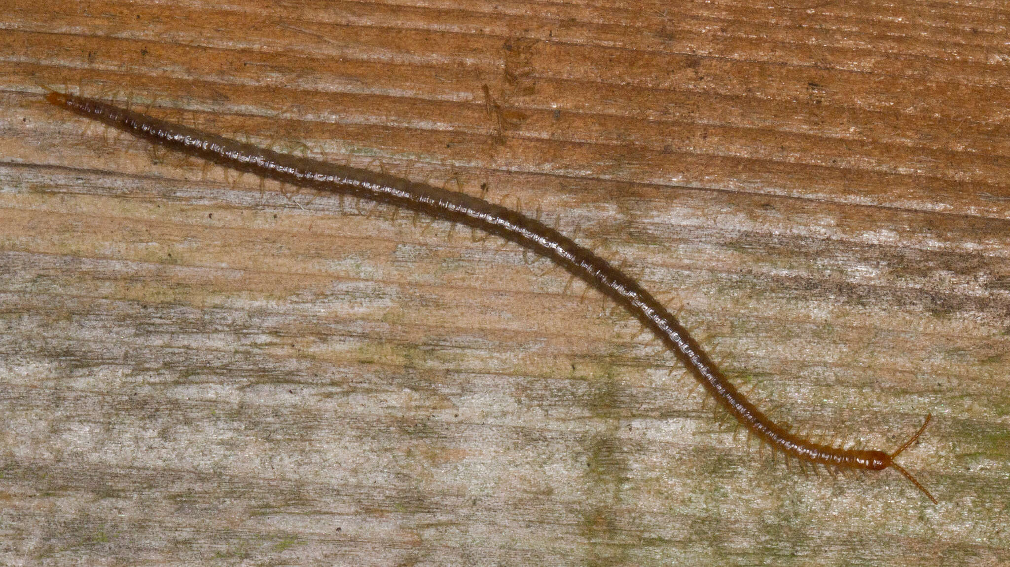 Image of Geophilus carpophagus Leach 1816