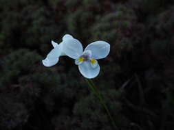 Image of Diplarrena latifolia Benth.