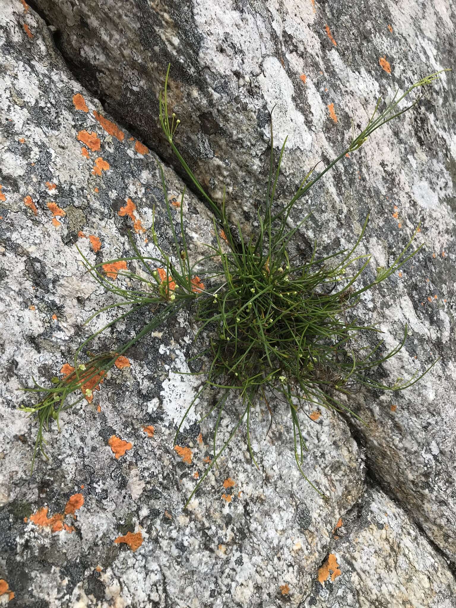 Image of Centella virgata (L. fil.) Drude