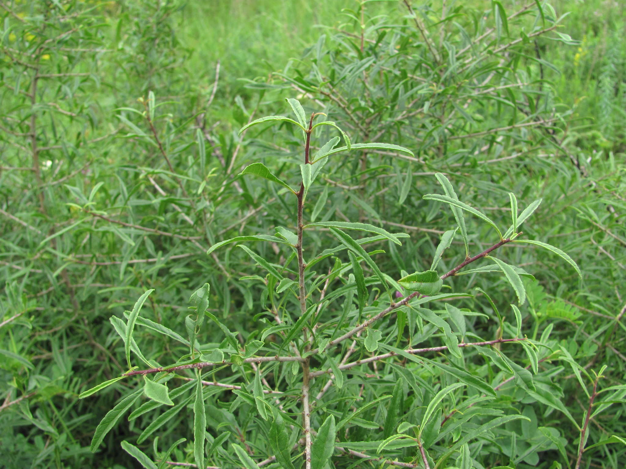 Image of Rhamnus erythroxyloides Hoffmanns.