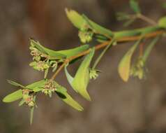 Image of Hyssop-Leaf Sandmat