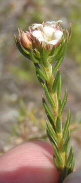 Image of Diosma rourkei I. Williams