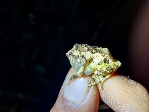 Image of Anil's Bush Frog