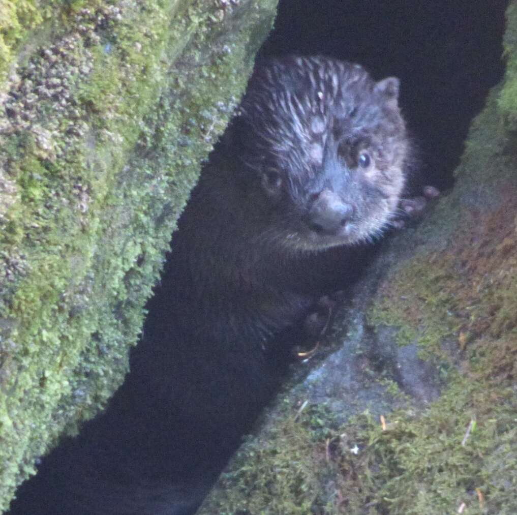 Image of Otter sp.