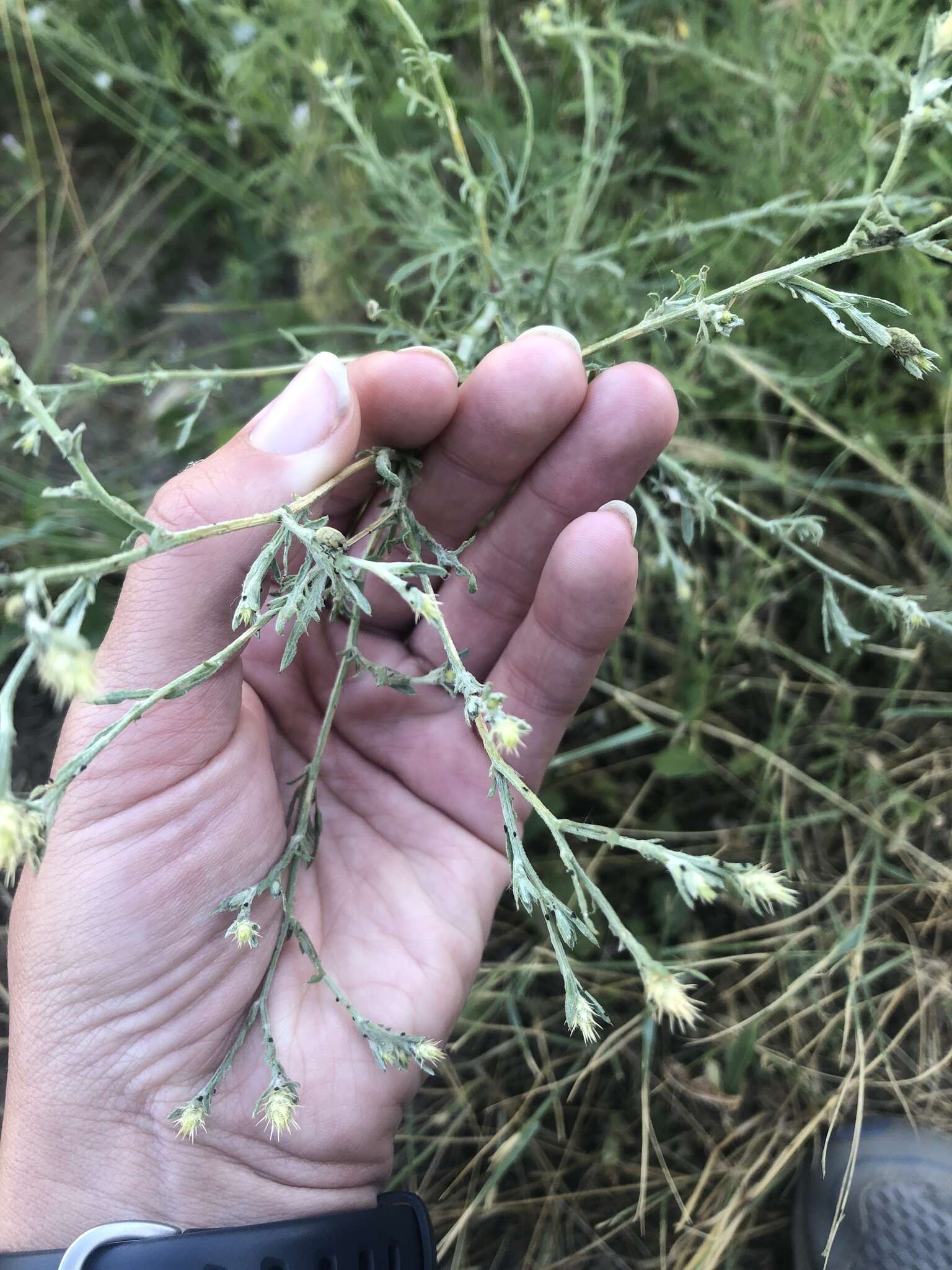 Image of diffuse knapweed