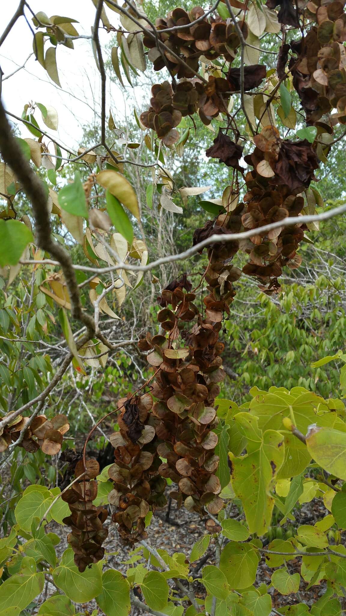 Image of Dioscorea bemarivensis Jum. & H. Perrier