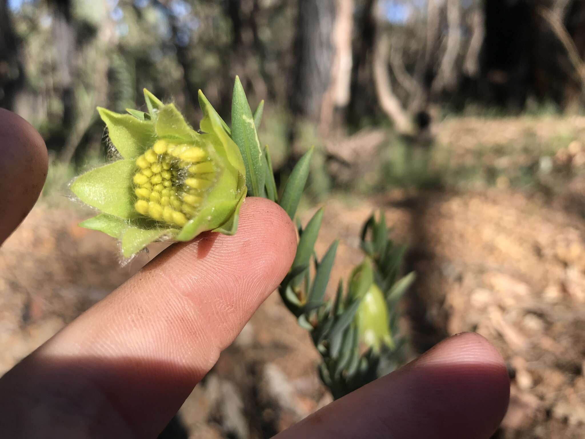 Image of Pimelea suaveolens Meissn.