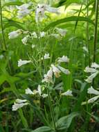 Image of pale beardtongue