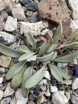 Image of Penstemon dolius var. dolius