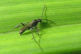 Image of Spider wasp