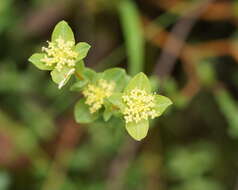 Image of Pimelea flava subsp. flava