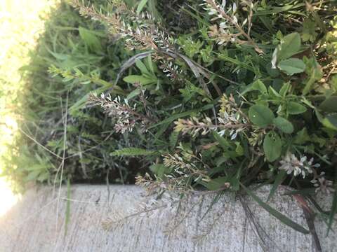 Image of shortpod draba