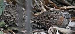 Image of Madagascan Buttonquail