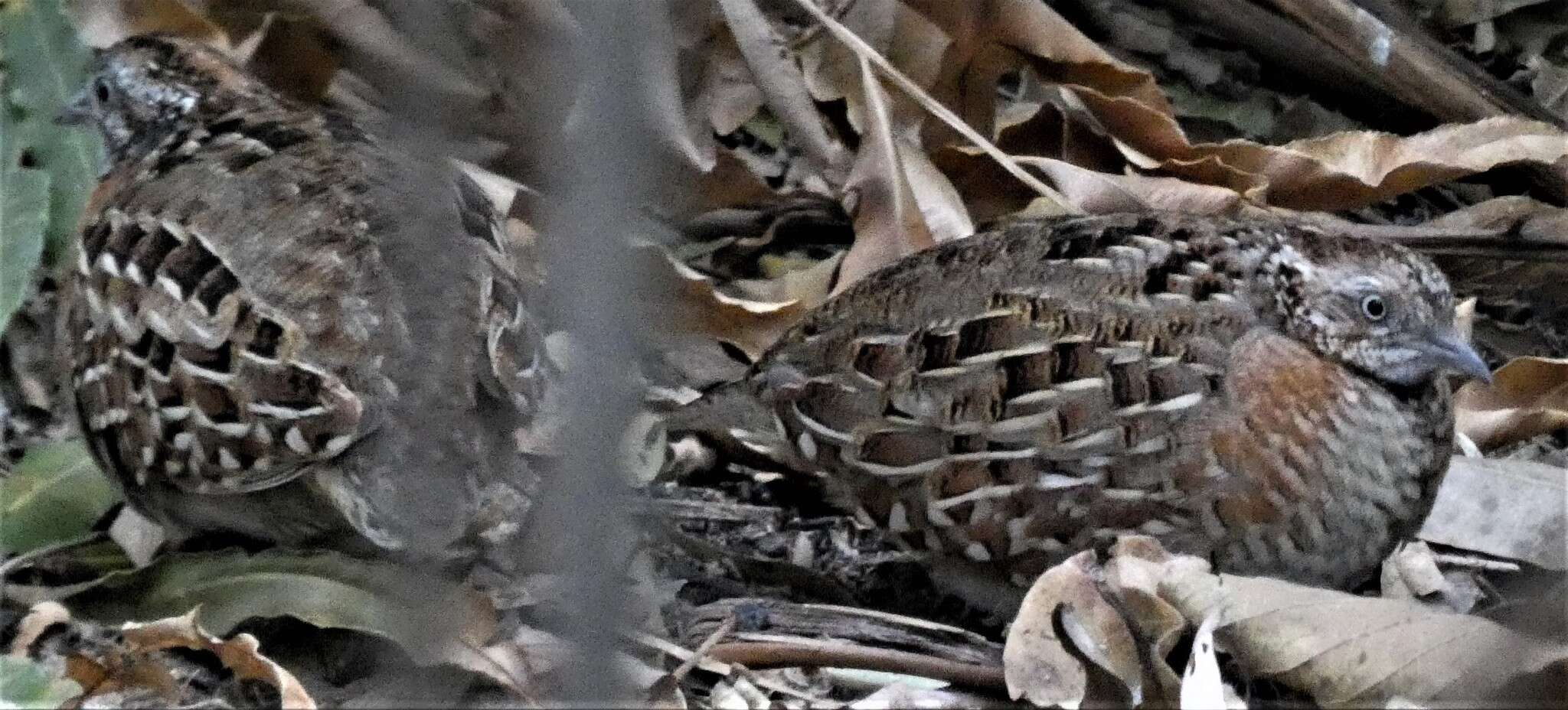 Image of Madagascan Buttonquail