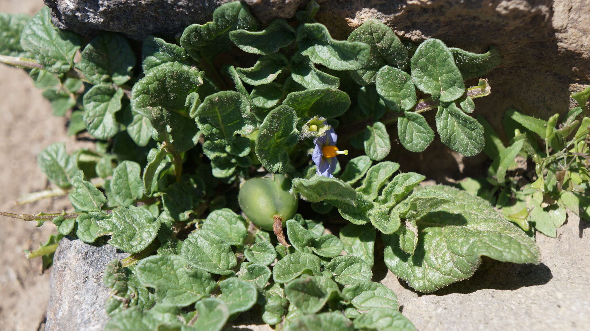 Image of Solanum acaule Bitter