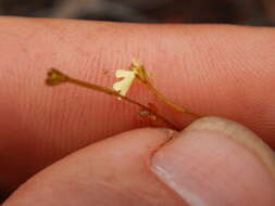 Sivun Stylidium schizanthum F. Müll. kuva